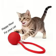 Intelligens macska játék