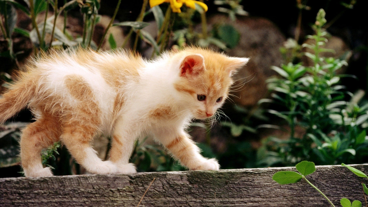 GentlePaws Cica masszírozó