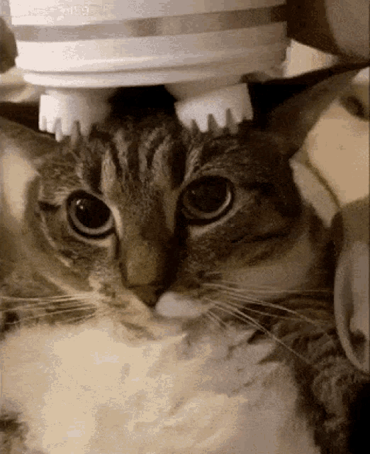 GentlePaws Cica masszírozó